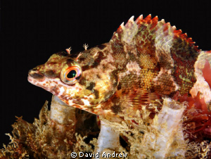 Painted Greenling (Oxylebius pictus) at La Jolla Shores. by David Andrew 